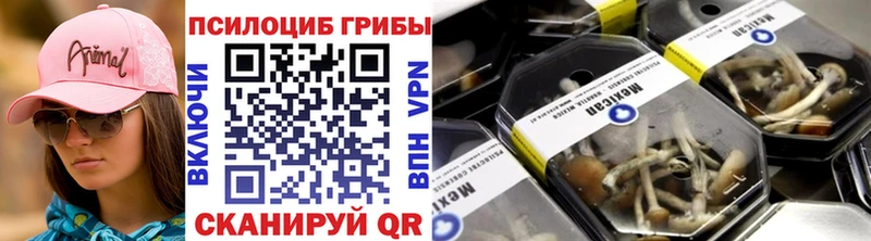 продажа наркотиков  Щигры  Псилоцибиновые грибы Psilocybe 